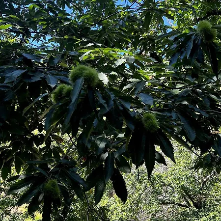 Bergerie Semesterbostad Volpajola
